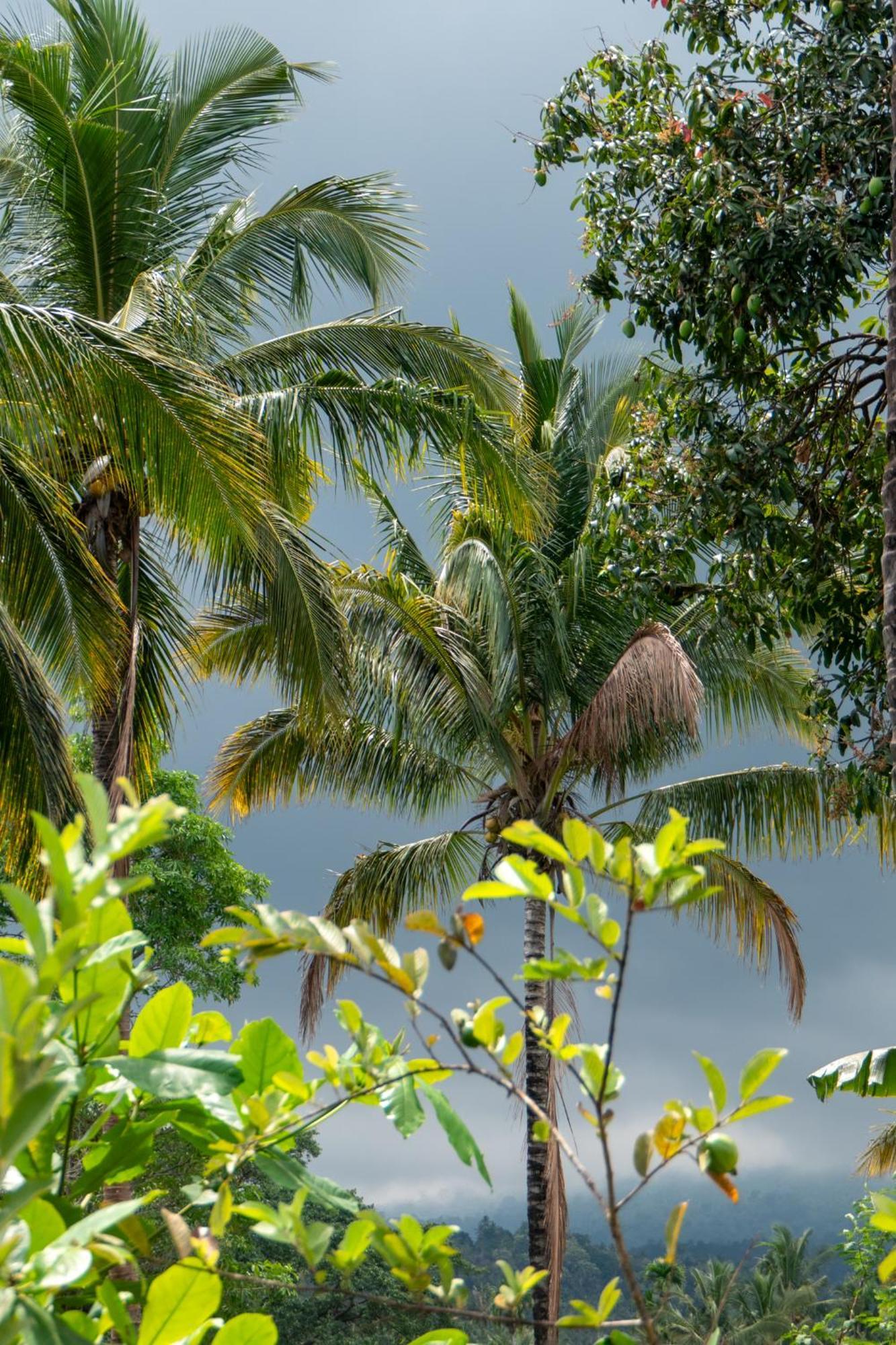 Rinjani Eco Villa Senaru Bayan Exteriér fotografie